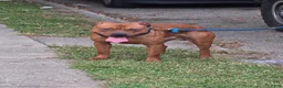 American Pit Bull Terrier dogs for sale: American Pit Bull Terrier 3 - Ad 5