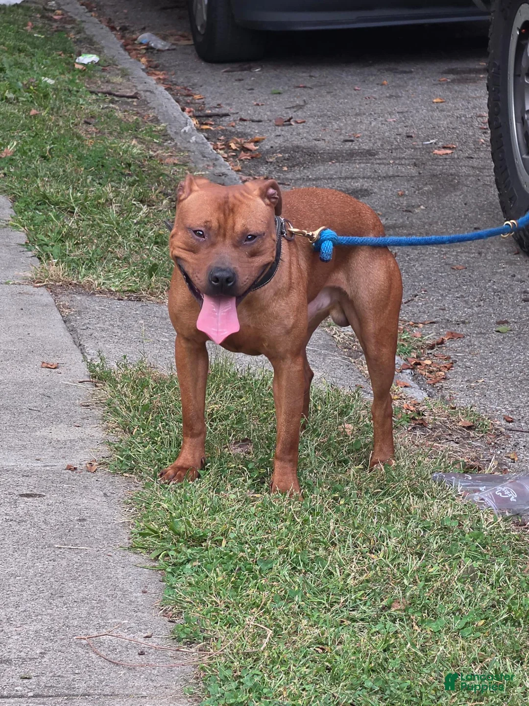 American Pit Bull Terrier dogs for sale: American Pit Bull Terrier 3 - Ad 5