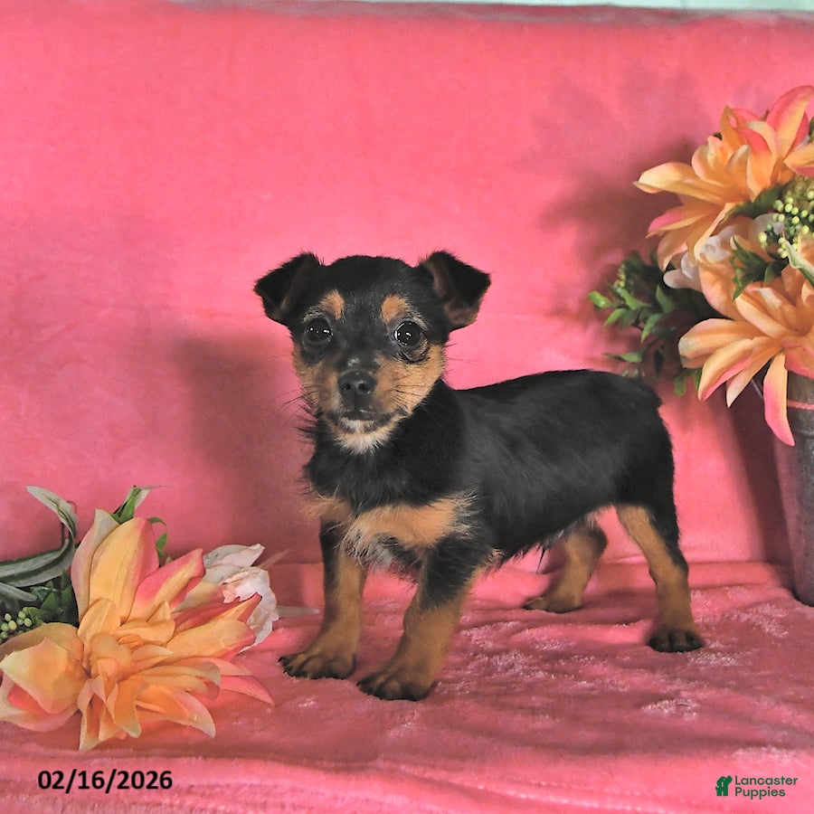 Chorkie dogs Peanut  - Ad 2