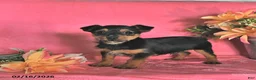 Chorkie dogs for sale: Peanut  - Ad 2