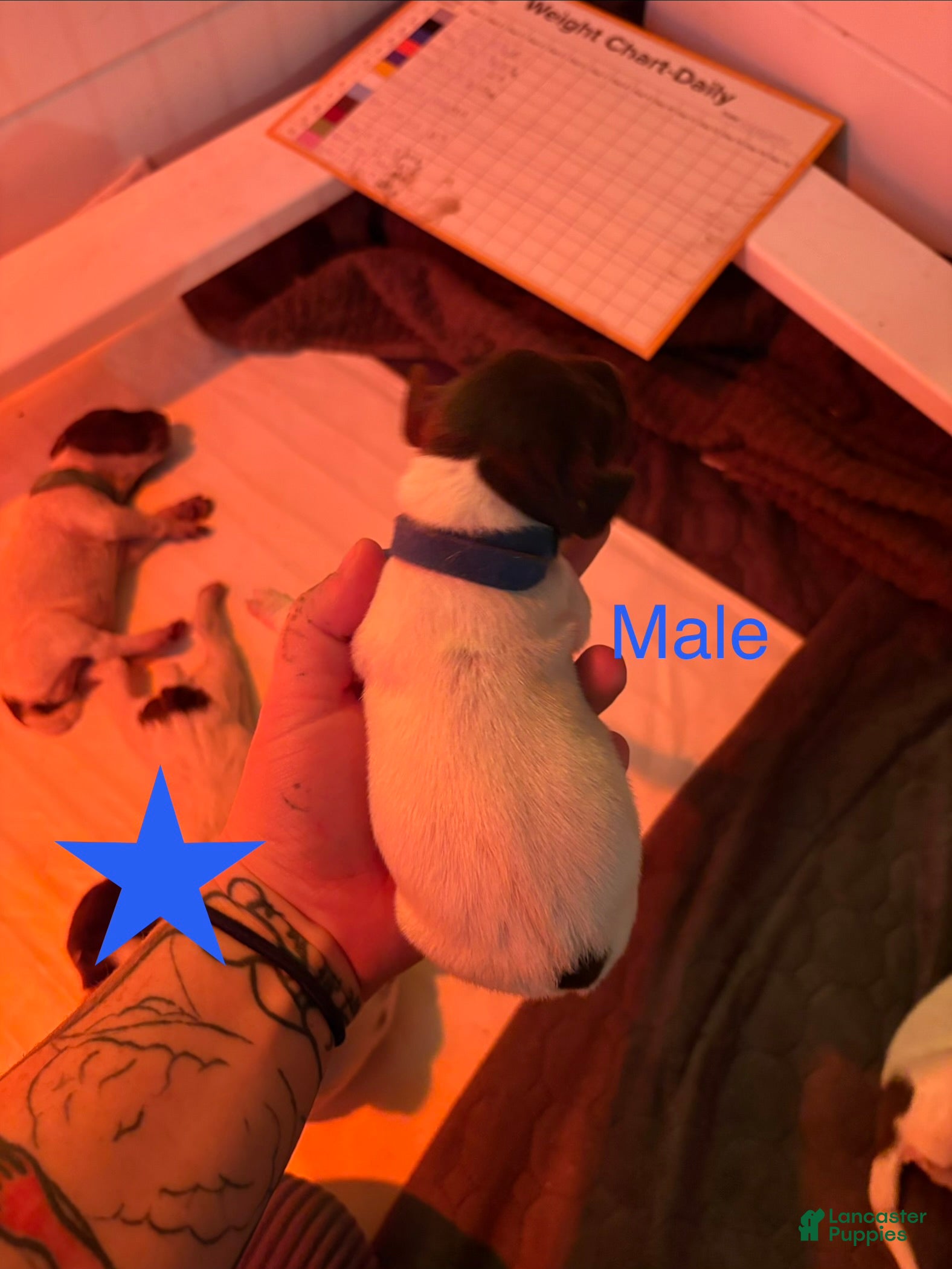 German Shorthaired Pointer dogs Finch - Ad 9