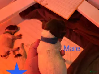 German Shorthaired Pointer dogs Finch - Ad 4