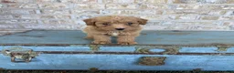Miniature Labradoodle dogs for sale: Birdie  - Ad 4