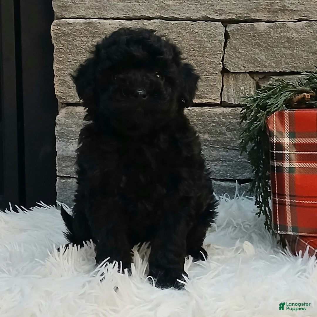 Miniature Poodle dogs for sale: Ashley  - Ad 2
