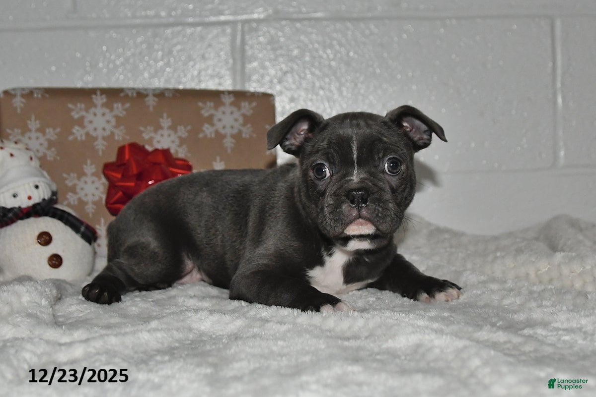 Frenchton dogs Dallas - Ad 12