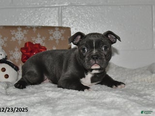 Frenchton dogs Dallas - Ad 12