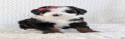 Mini Bernedoodle dogs for sale: Mini Jamie  - Ad 3