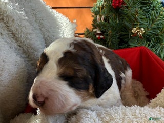 Saint Berdoodles dogs Bella - Ad 2