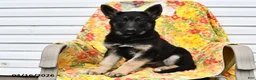German Shepherd dogs for sale: Willow - Ad 3