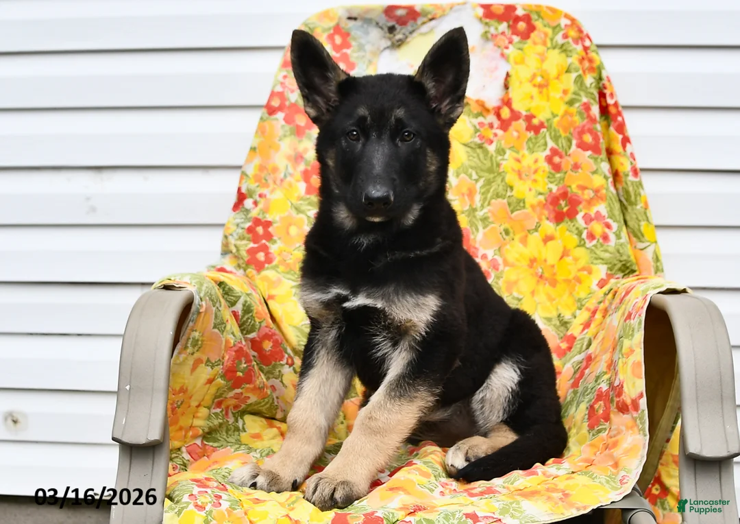 German Shepherd dogs for sale: Willow - Ad 3
