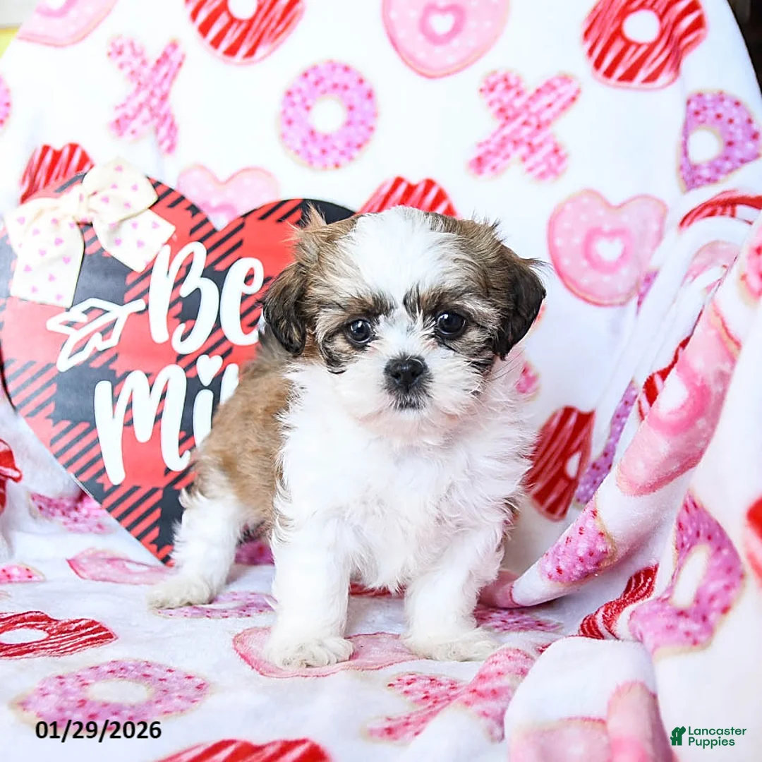 Shih Tzu dogs for sale: Ginger - Ad 5