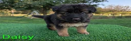 German Shepherd dogs for sale: Daisy - Ad 5