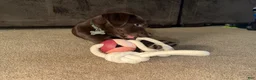 Labrador Retriever dogs for sale: Dozer - Ad 2