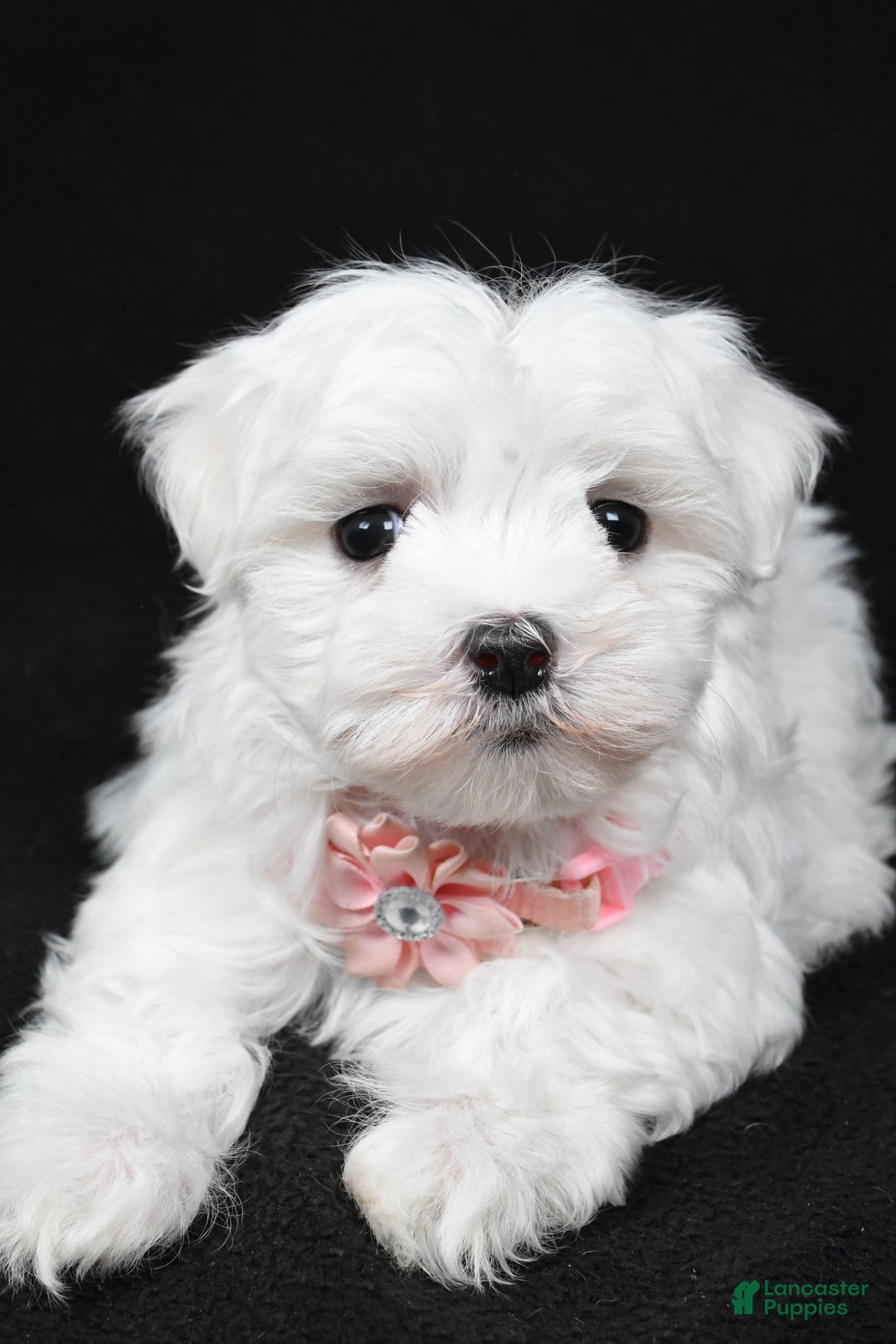 Maltese dogs for sale: Winnie - Ad 7