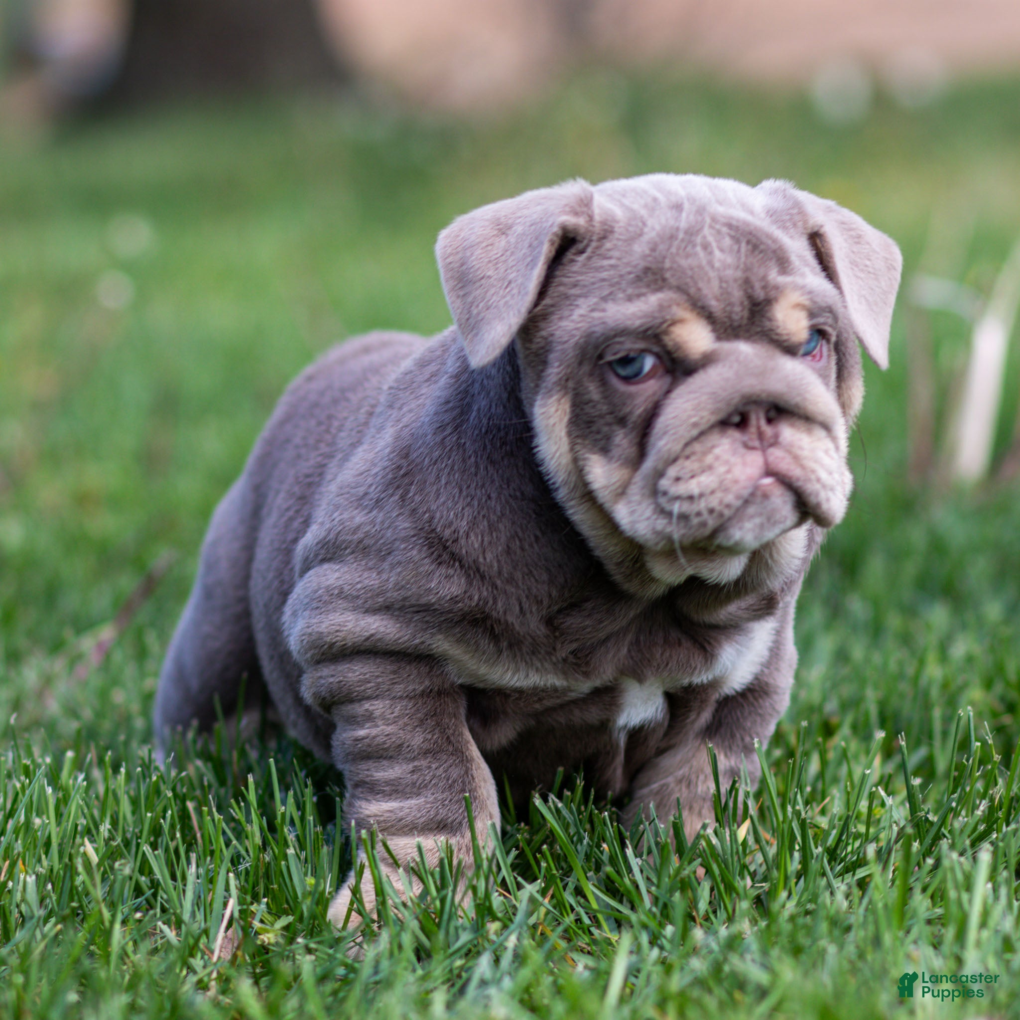English Bulldog dogs Indigo Pearl English Bulldog Puppy  - Ad 2