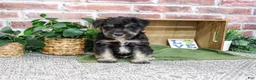 Miniature Schnauzer dogs for sale: Dawson - Ad 6