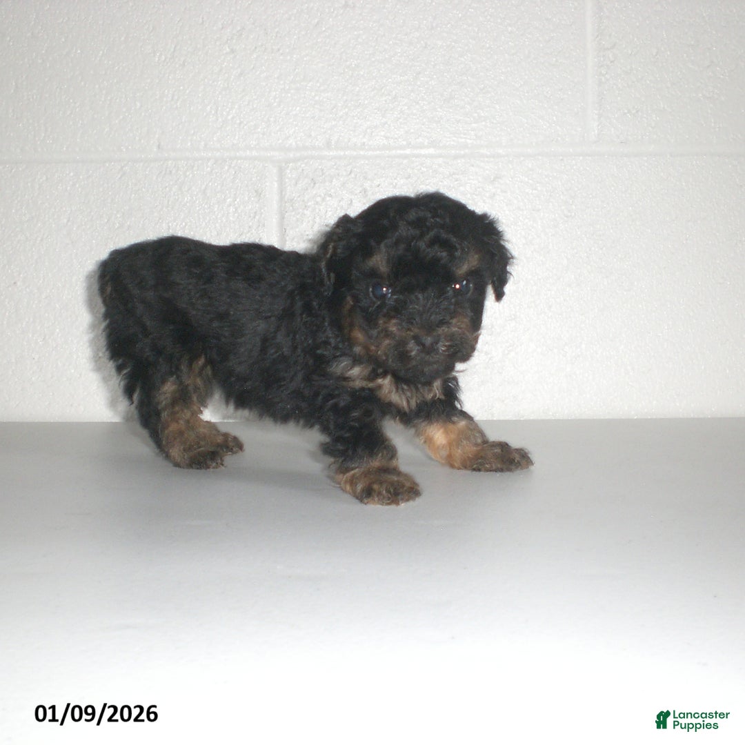 Yorkiepoo dogs for sale: Abby - Ad 10