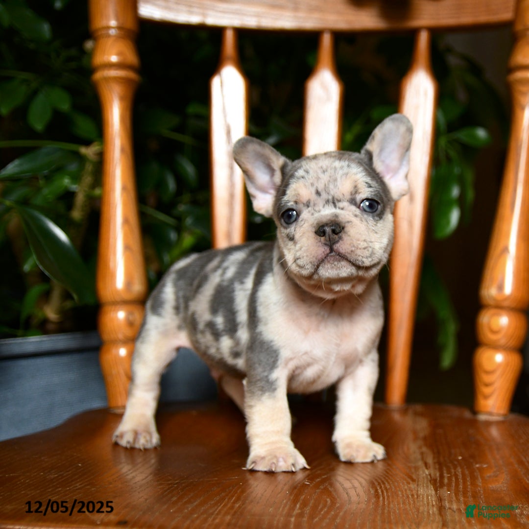 French Bulldog dogs for sale: Buddy - Ad 1