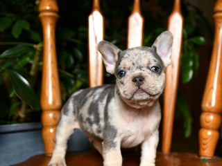 French Bulldog dogs Buddy - Ad 4