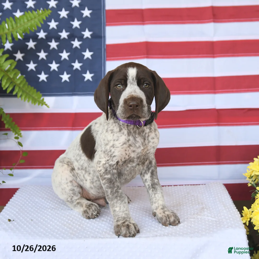German Shorthaired Pointer dogs for sale: Trooper - Ad 1