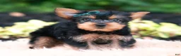 Yorkshire Terrier dogs for sale: Suki - Ad 2