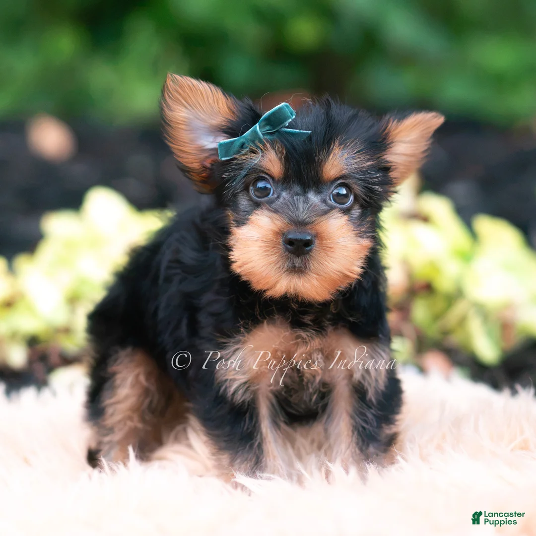 Yorkshire Terrier dogs for sale: Suki - Ad 2