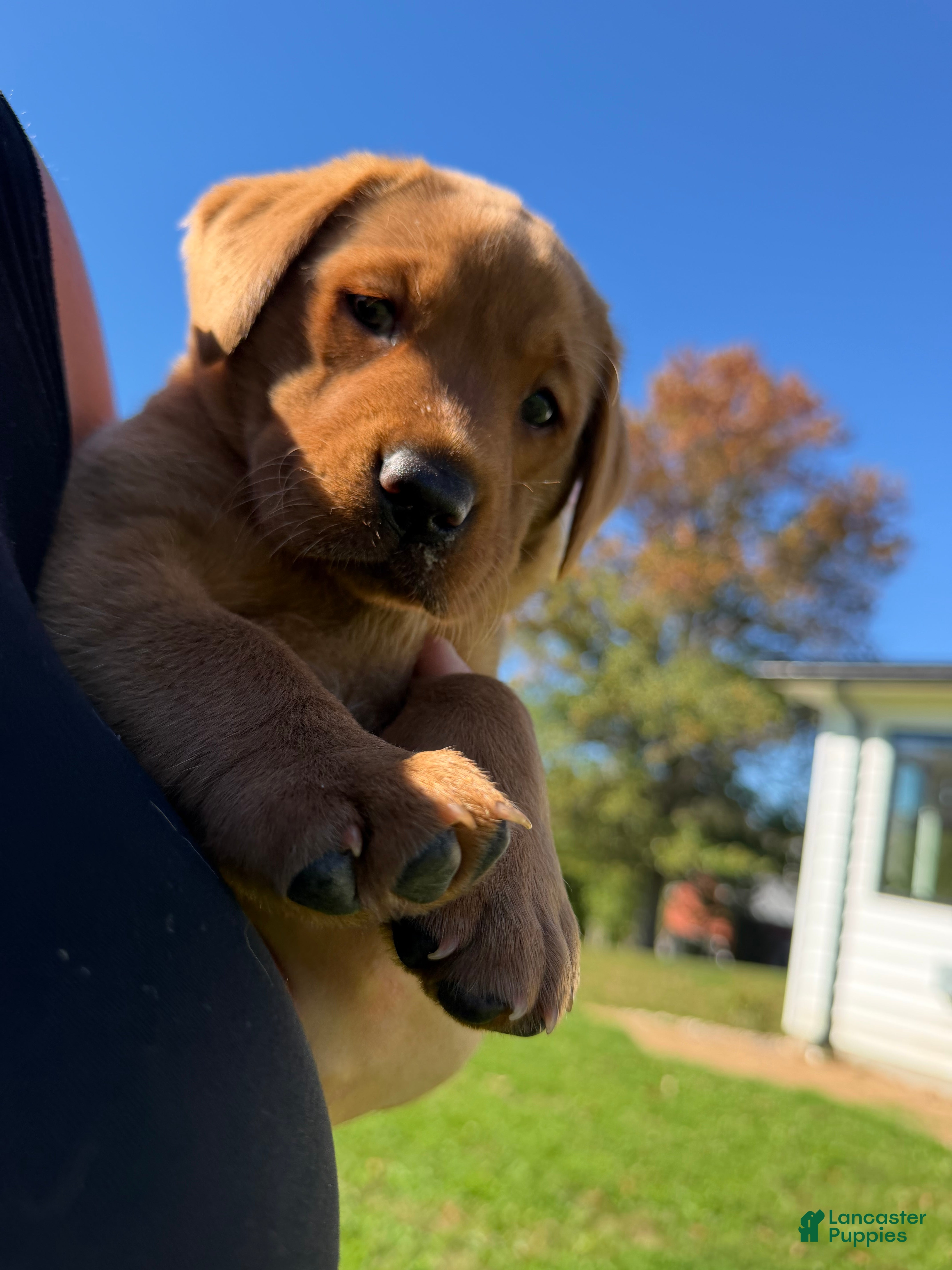 Labrador Retriever dogs Roxy - Ad 2