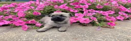 Cairn Terrier dogs for sale: Julie - Ad 11