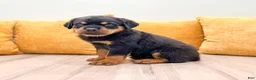 Rottweiler dogs for sale: Oliver - Ad 5