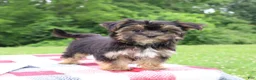 Morkie dogs for sale: Kylee - Ad 5