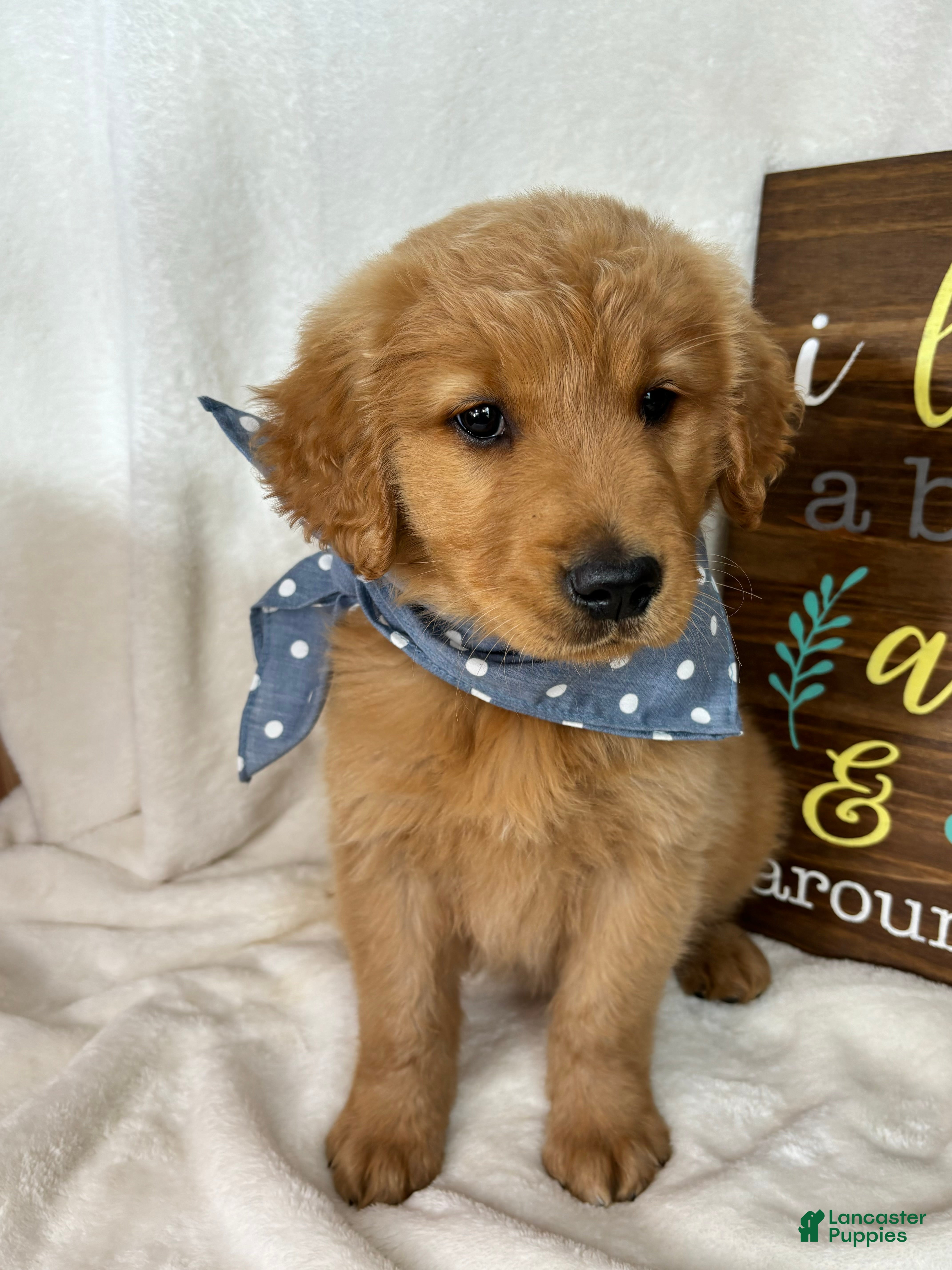 Golden Retriever dogs Charlie - Ad 12