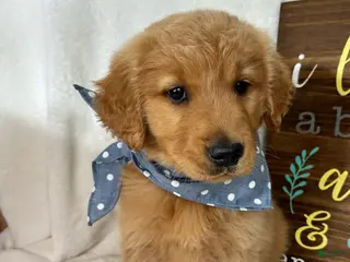 Golden Retriever dogs Charlie - Ad 10