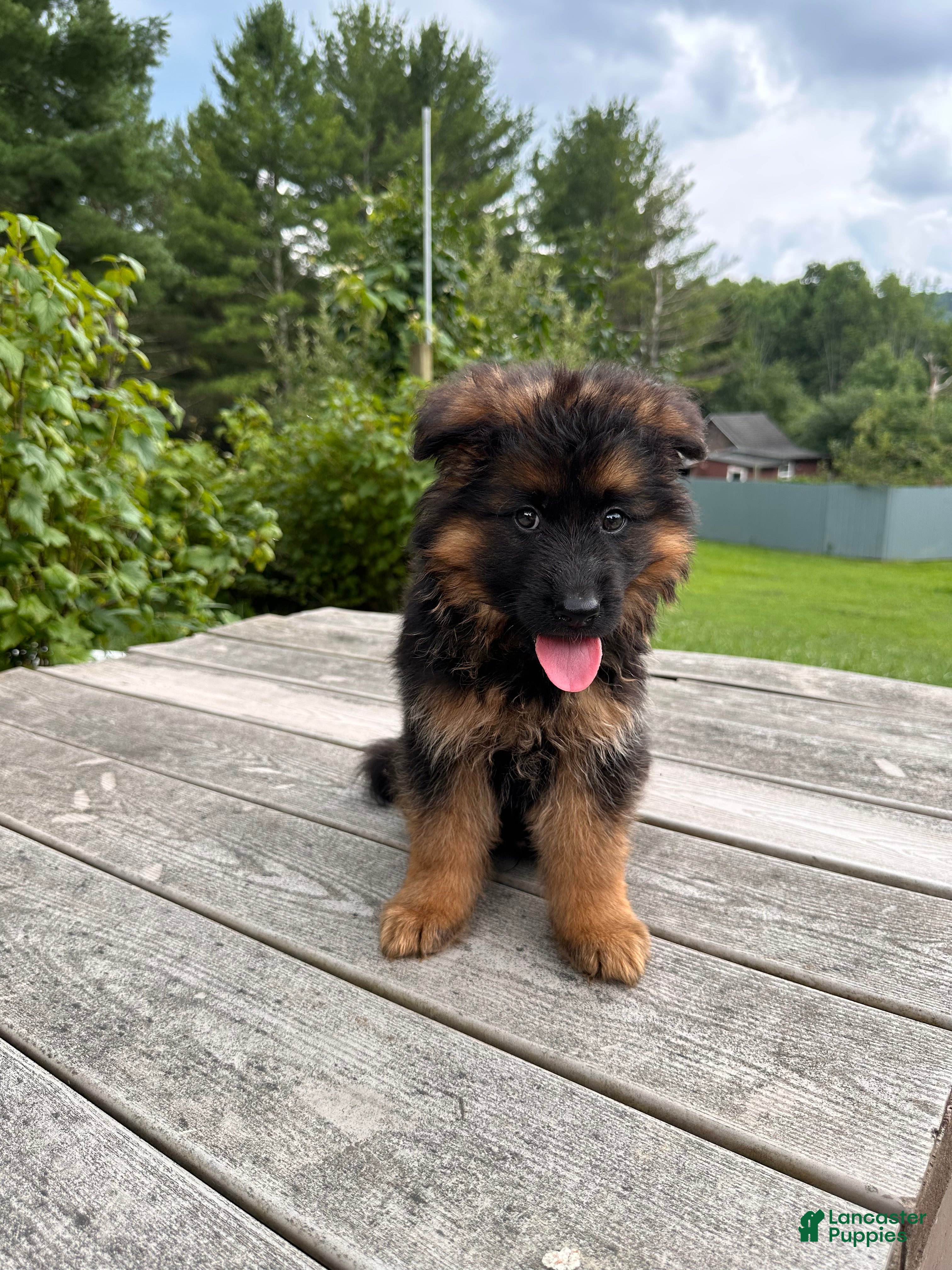 German Shepherd dogs Toby - Ad 2