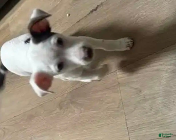 Mixed Breed dogs Mixed Breed Puppy 2 - Ad 2