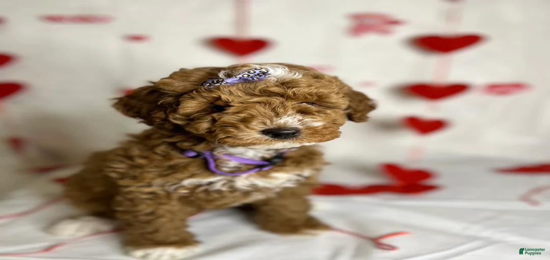 Gallery Image {{count}}