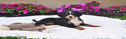 Bernese Mountain Dog dogs for sale: Kallia - Ad 4