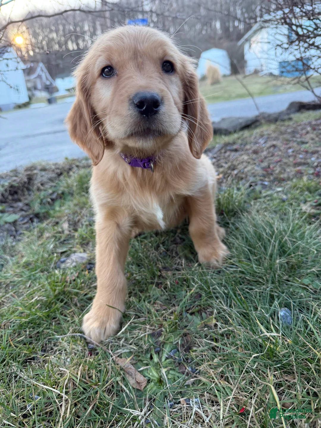 Golden Retriever dogs for sale: Raven-Purple  - Ad 2