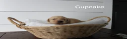 Golden Retriever dogs for sale: Cupcake  - Ad 3