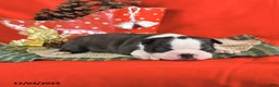 Boston Terrier dogs for sale: Comet - Ad 5