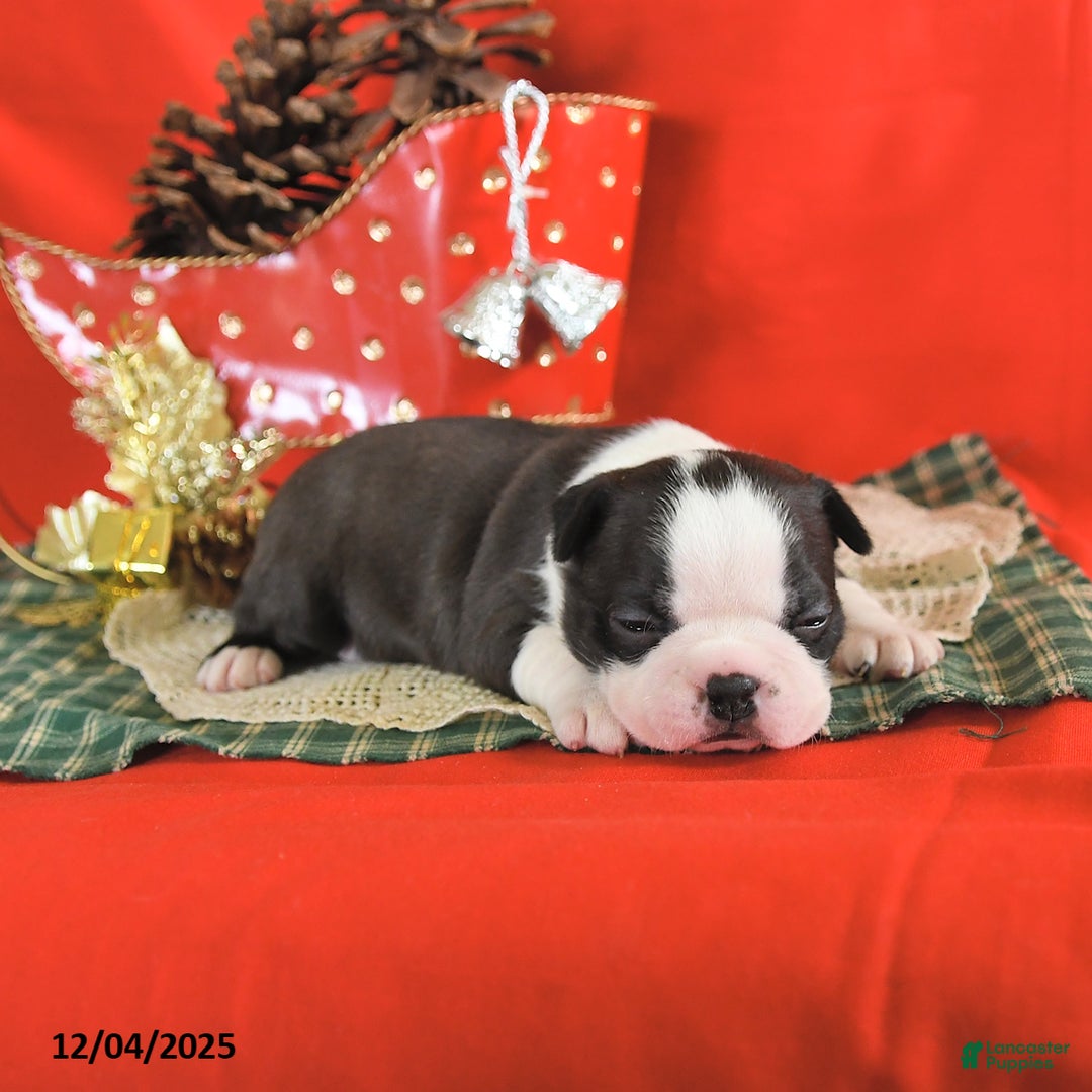 Boston Terrier dogs for sale: Comet - Ad 5