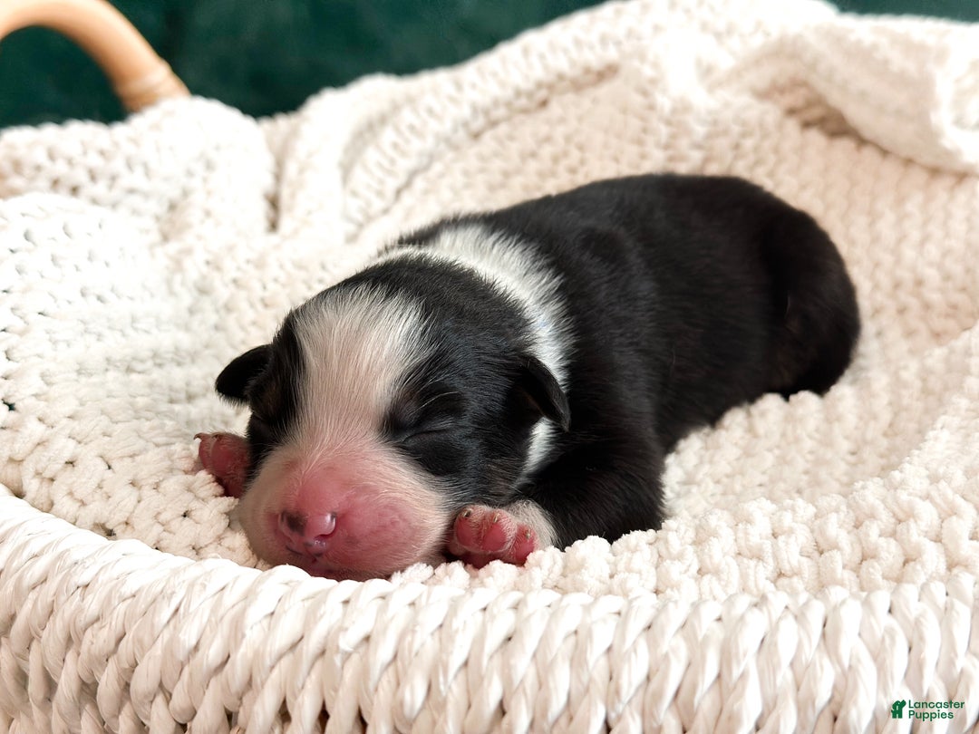 Australian Shepherd dogs for sale: Black Tri Male (Jack) - Ad 5