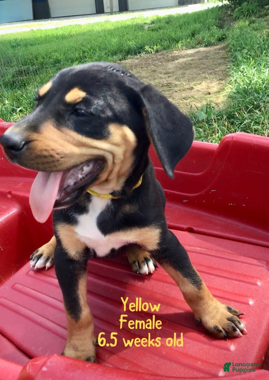 Catahoula Leopard Dog dogs Yellow, Female - Ad 1