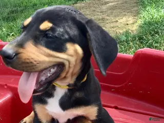 Catahoula Leopard Dog dogs for sale: Yellow, Female - Ad 2