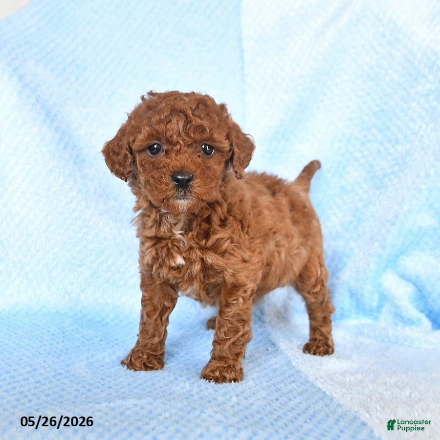 Miniature Poodle dogs Milo - Ad 2