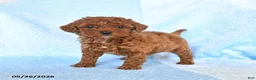 Miniature Poodle dogs for sale: Milo - Ad 2