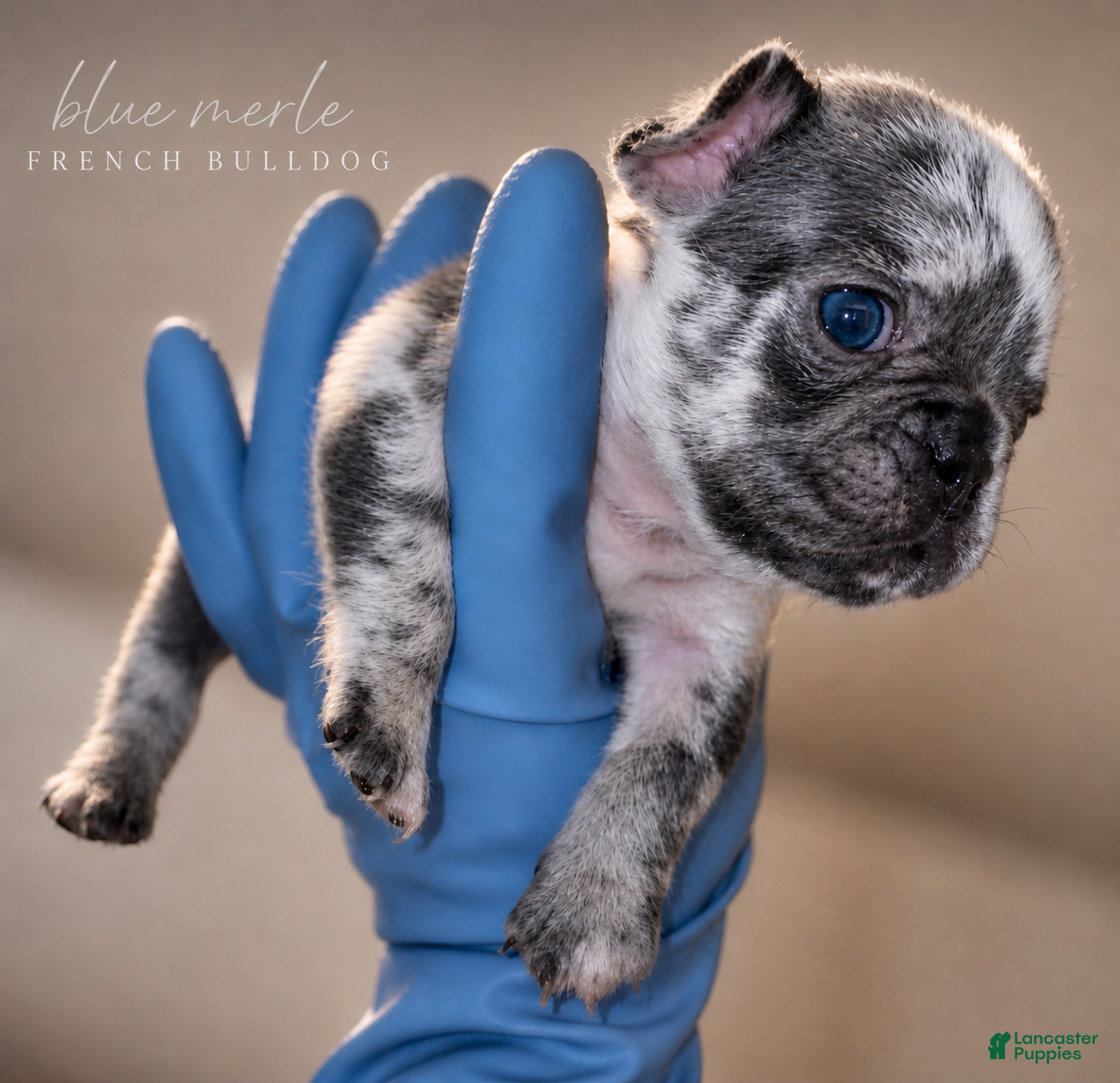 French Bulldog dogs for sale: Merle French Bulldog Puppy 1 - Ad 3