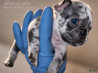 French Bulldog dogs for sale: Merle French Bulldog Puppy 1 - Ad 3