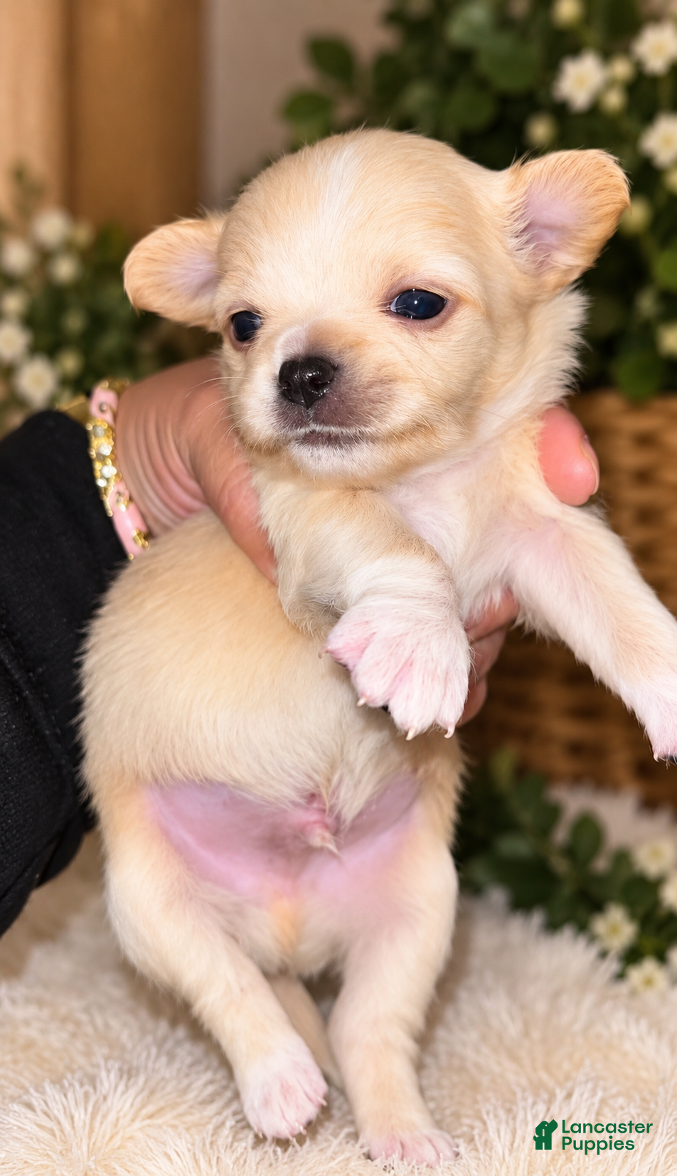 Chihuahua dogs for sale: Chihuahua 4 - Ad 20
