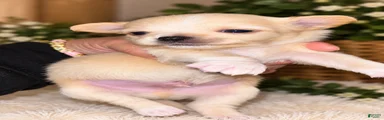 Chihuahua 4