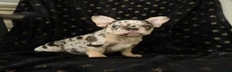 French Bulldog dogs for sale: Diamond  - Ad 4